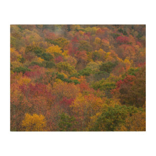 Hardwood Forest in Randolph County, West Virginia Wood Wall Art