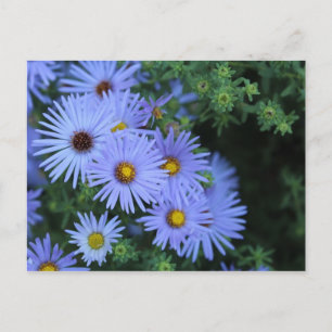 Hardy Blue Aster # 3 Postcard