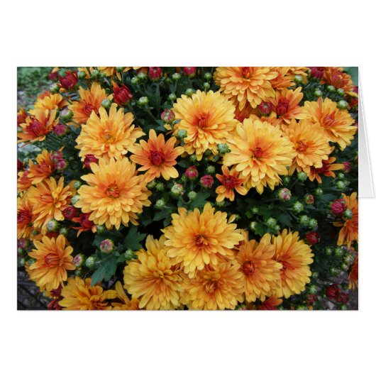 "Hardy Mums" Cards (Front Horizontal)