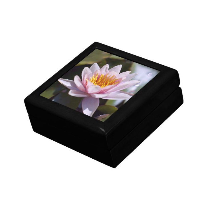 Hardy Water Lily Gift Box Zazzle