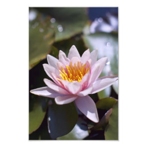 Hardy Water Lily Photo Print