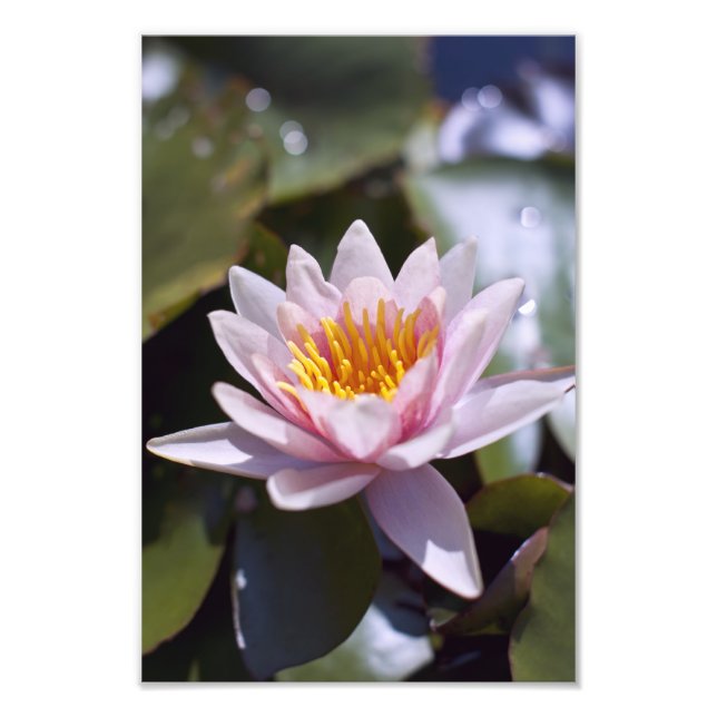 Hardy Water Lily Photo Print (Front)