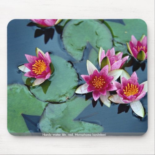 Hardy water lily red Nymphaea laydekeri Mouse Pad