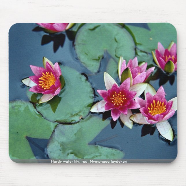 Hardy water lily, red, Nymphaea laydekeri Mouse Pad (Front)