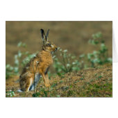 Hare Card (Front Horizontal)