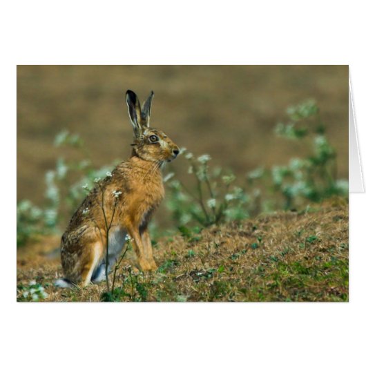 Hare Card (Front Horizontal)