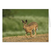 Hare Card (Front Horizontal)