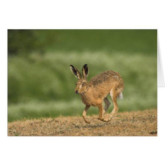Hare Card (Front Horizontal)
