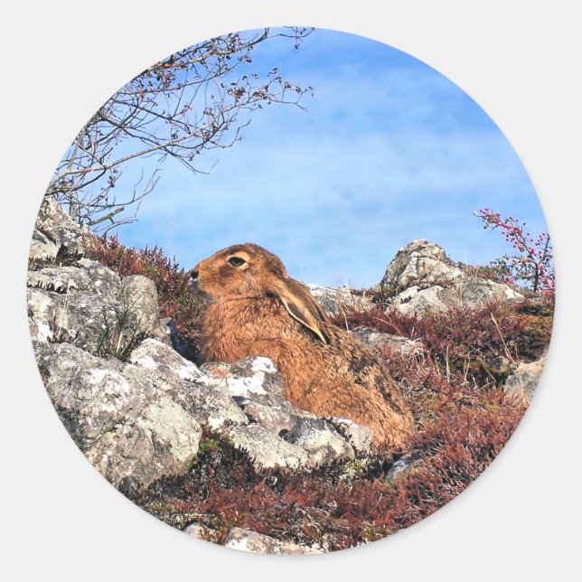 HARE CLASSIC ROUND STICKER (Front)