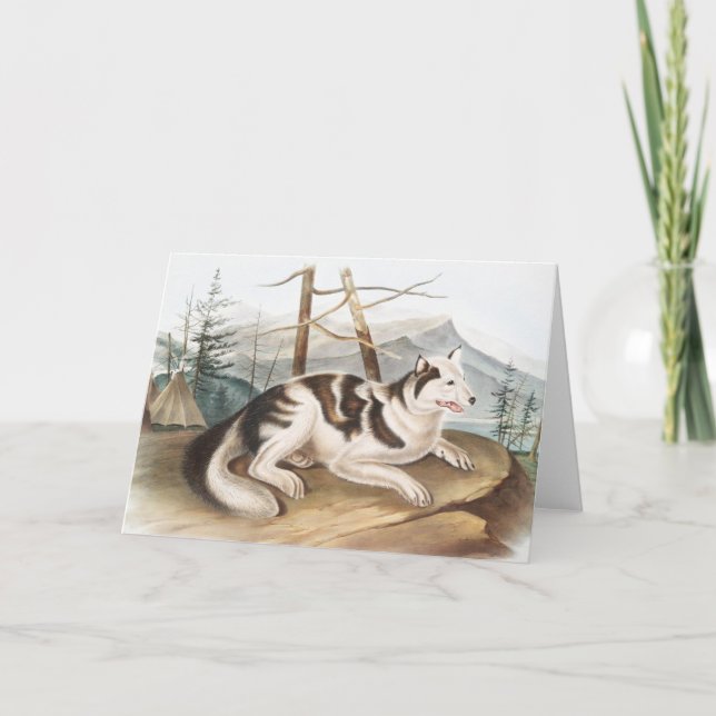 Hare Indian Dog (Canis familiaris) Illustration Card (Front)