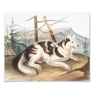 Hare Indian Dog (Canis familiaris) Illustration Photo Print