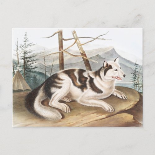Hare Indian Dog Canis familiaris Illustration Postcard