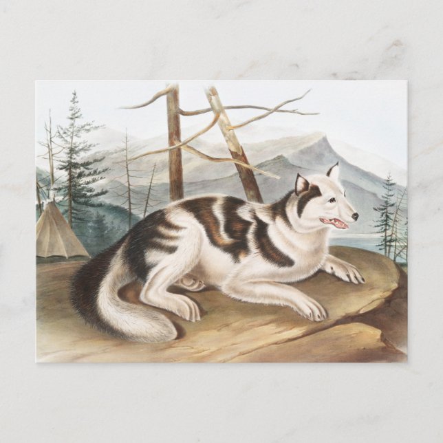 Hare Indian Dog (Canis familiaris) Illustration Postcard (Front)