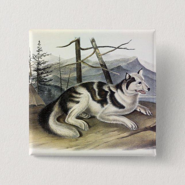 Hare-Indian Dog (Mackenzie River Dog) by Audubon Button (Front)