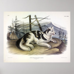 Hare-Indian Dog (Mackenzie River Dog) by Audubon Poster
