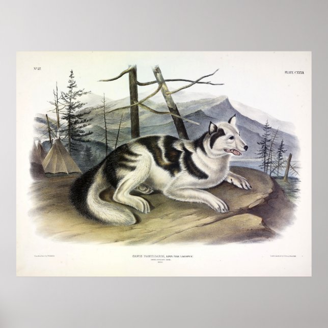 Hare-Indian Dog (Mackenzie River Dog) by Audubon Poster (Front)