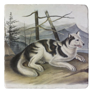 Hare-Indian Dog (Mackenzie River Dog) by Audubon Trivet