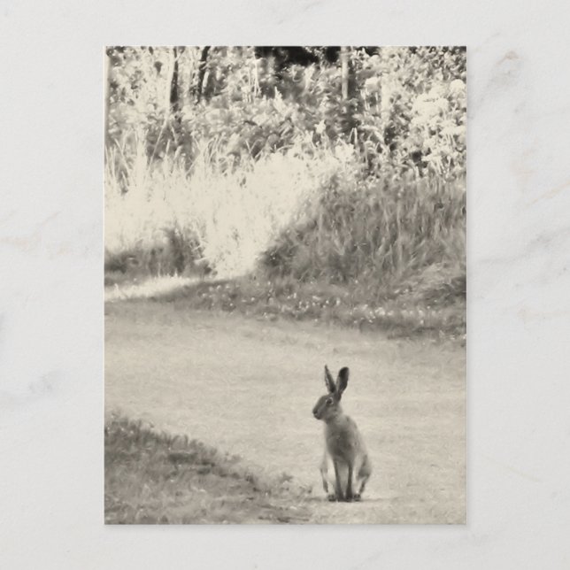 Hare today postcard (Front)