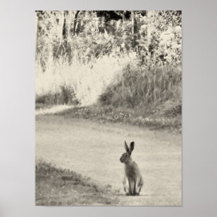 Hare today poster