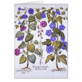 Harebell and Convovulus (Front)