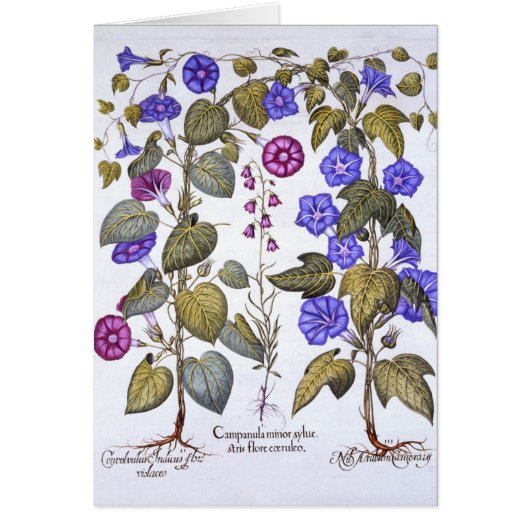 Harebell and Convovulus Cards (Front)