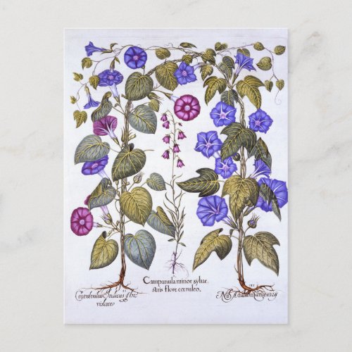 Harebell and Convovulus Postcard