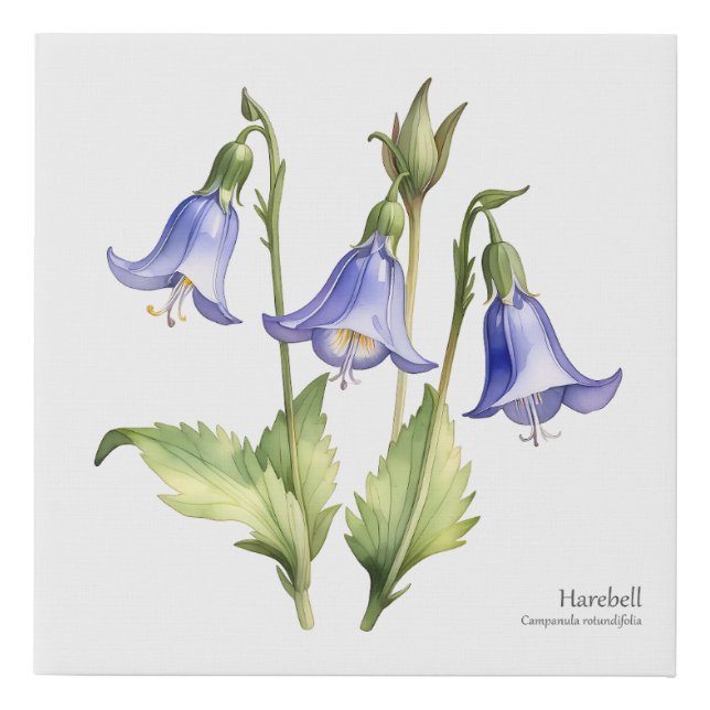 Harebell Beauty Faux Canvas Print (Front)