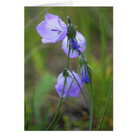 Harebell Cards (Front)
