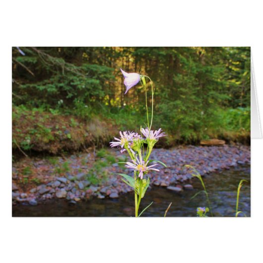 Harebell & Meadow Aster Cards (Front Horizontal)