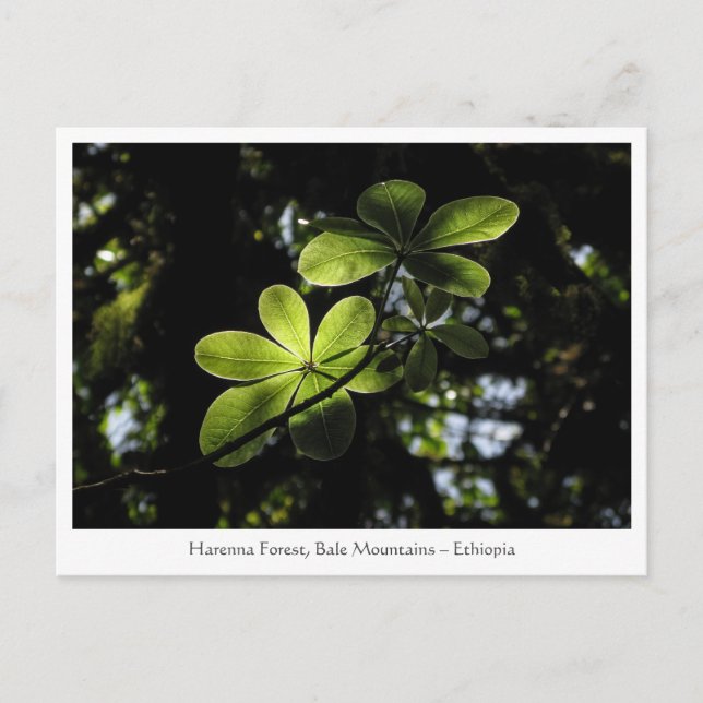 Harenna Forest Ethiopia Postcard (Front)
