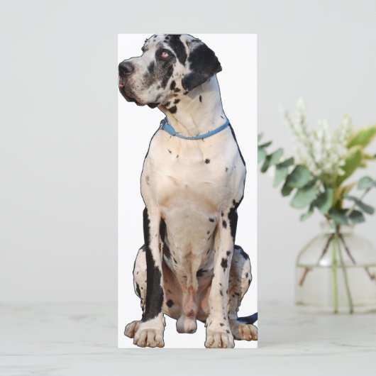 Harlekin Great Dane (Standing Front)