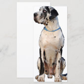 Harlekin Great Dane (Front/Back)