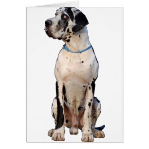 Harlekin Great Dane Cards