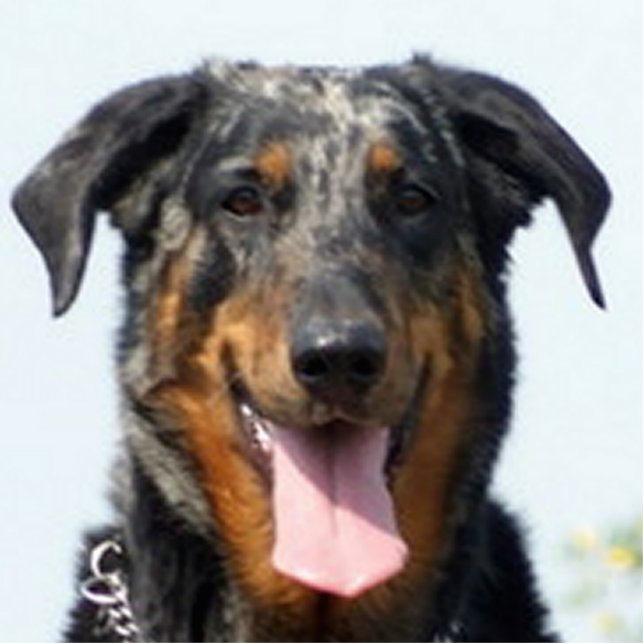 harlequin Beauceron Cutout (Front)