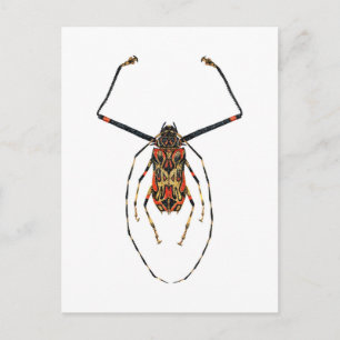 Harlequin Beetle Postcard