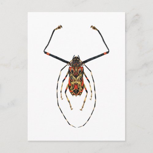 Harlequin Beetle Postcard