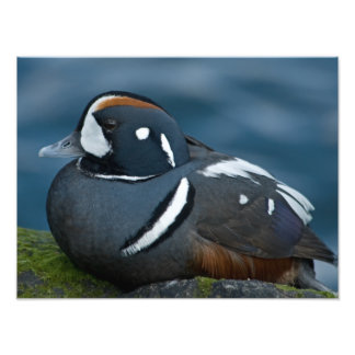 Harlequin Duck Photo Enlargement