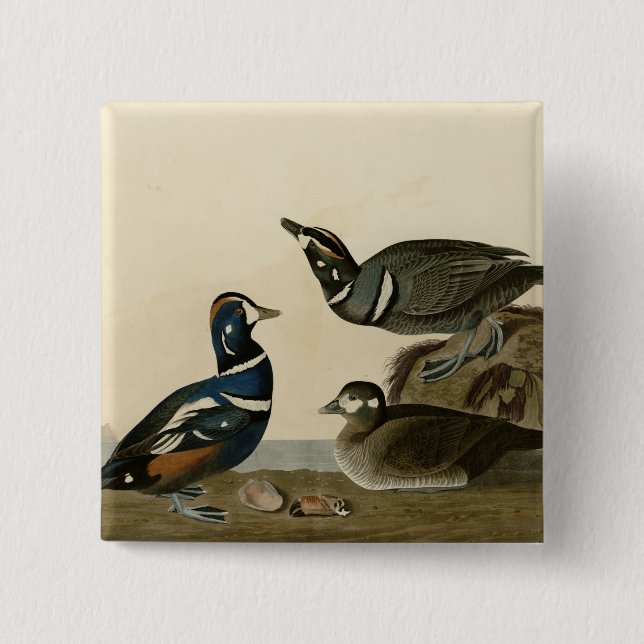 Harlequin Duck Pinback Button (Front)