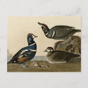Harlequin Duck Postcard
