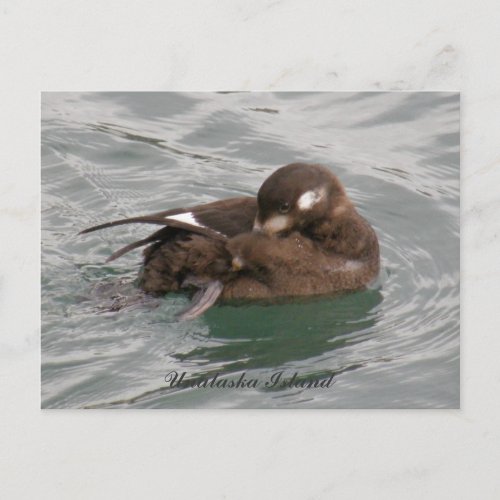 Harlequin Female Duck Preening on the Water Postcard