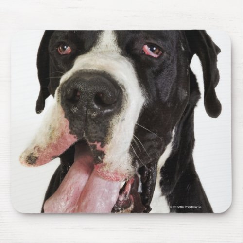 Harlequin Great Dane close_up on white Mouse Pad