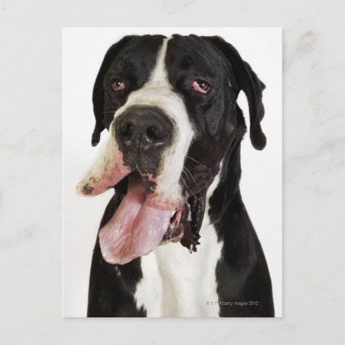 Harlequin Great Dane close_up on white Postcard