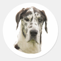 Harlequin Great Dane dog photo