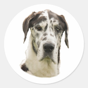Harlequin Great Dane dog photo Classic Round Sticker
