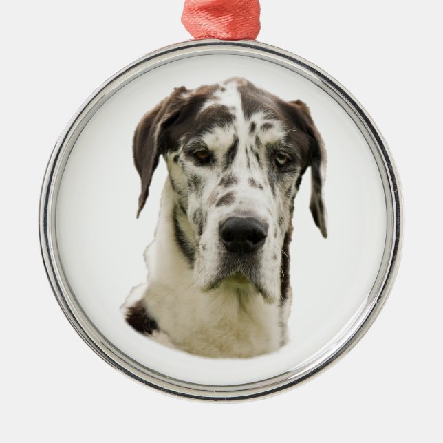 Harlequin Great Dane dog photo Metal Ornament (Front)