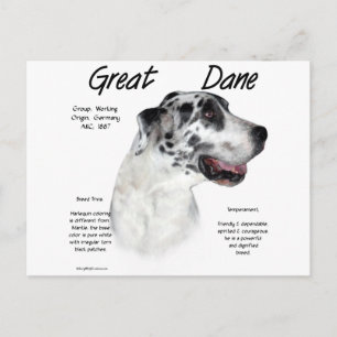 Harlequin Great Dane History Design Postcard