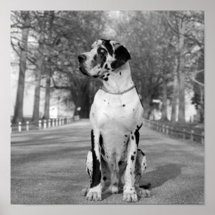 Harlequin Great Dane Nestor Poster