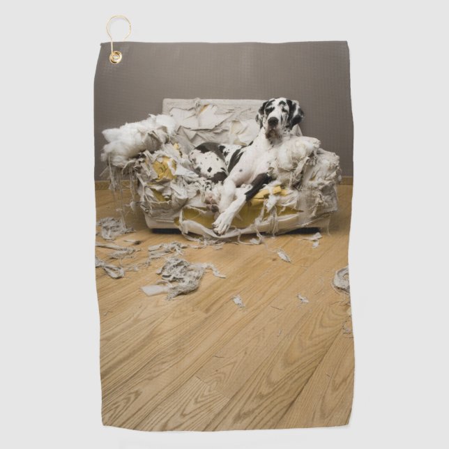Harlequin Great Dane On Chewed Sofa Golf Towel (Front)
