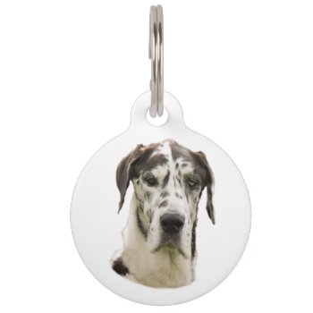 Harlequin Great Dane Pet Portrait Pet Id Tag by dogzstore at Zazzle