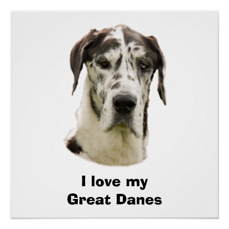 Harlequin Great Dane Photo Poster